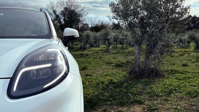 Olive_Tree_1.jpg